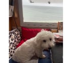 Stosswihr - Haut-Rhin — Saillie coton de tulear