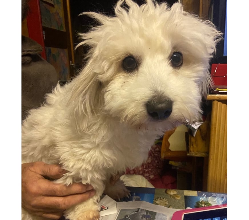 Services, accessoires animaux Haut-Rhin Stosswihr - 68140 - images_alt_text Saillie coton de tulear