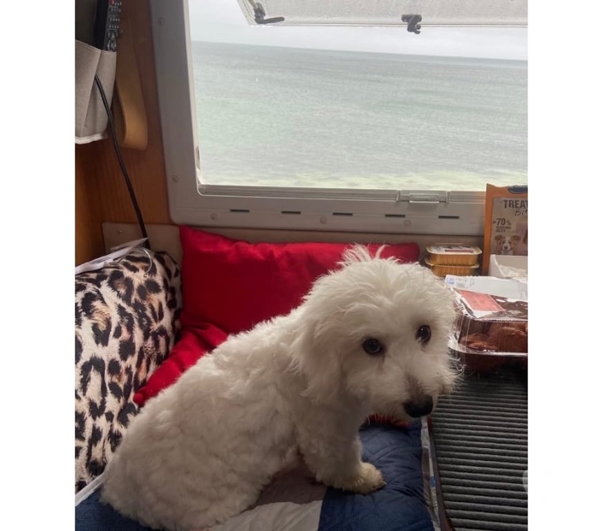 Services, accessoires animaux Haut-Rhin Stosswihr - 68140 - images_alt_text Saillie coton de tulear