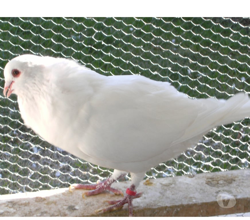 Vente Seine-et-Marne Acheres la Foret - 77760 - images_alt_text Pigeons de chair