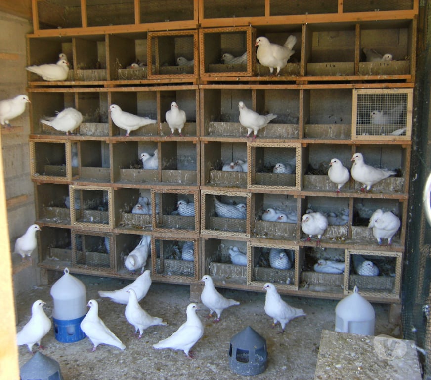 Vente Seine-et-Marne Acheres la Foret - 77760 - images_alt_text Pigeons de chair