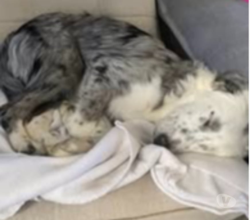 Don animaux Drôme Clerieux - 26260 - Photos Vivastreet Chien ATHENA à l adoption