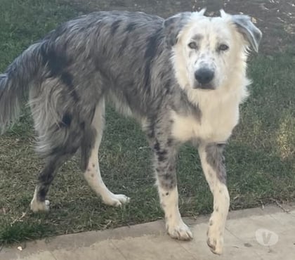 Don animaux Clerieux Drôme - Photos Vivastreet Chien ATHENA à l adoption