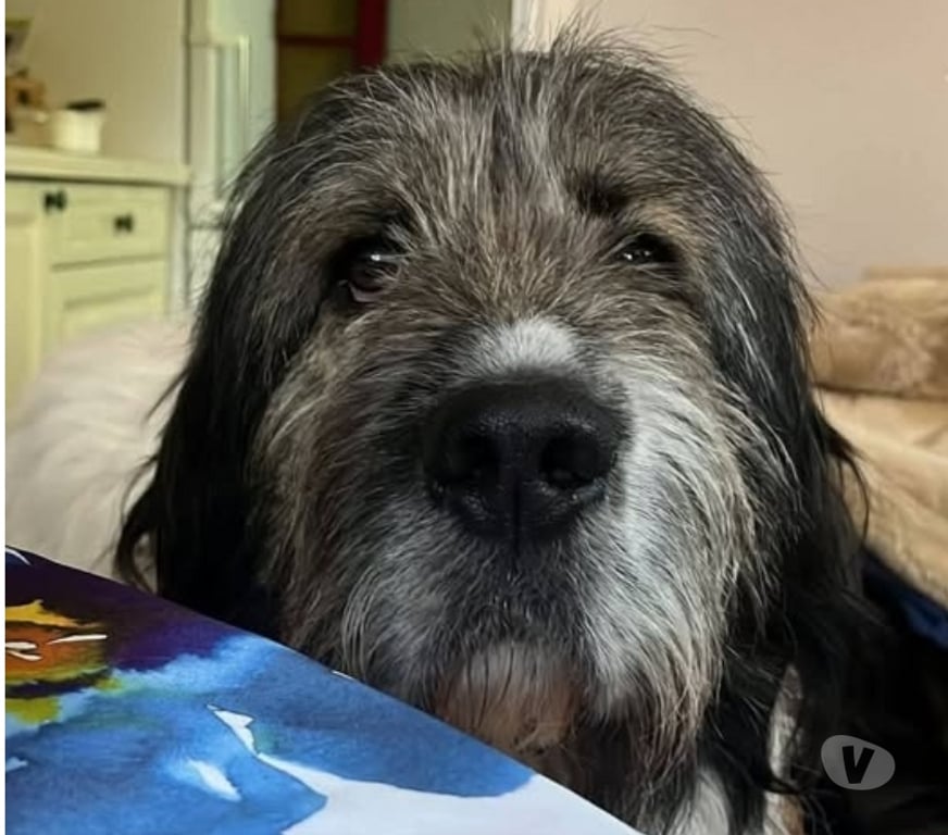 Don animaux Gard Villeneuve les Avignon - 30400 - Photos Vivastreet Chien BALOO à l adoption