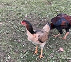 Jeune poule de race
