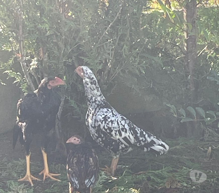 Vente Pas-de-Calais Vermelles - 62980 - Photos Vivastreet Jeune poule de race