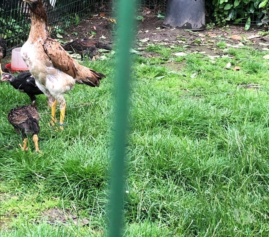 Vente Pas-de-Calais Vermelles - 62980 - Photos Vivastreet Jeune poule de race