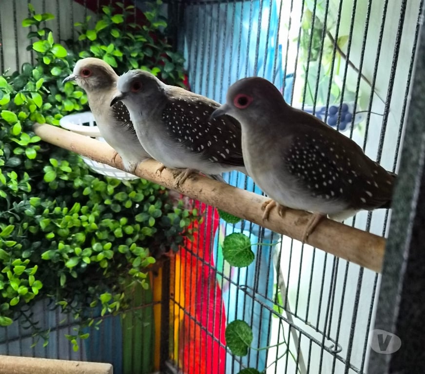 Vente Vienne Luchapt - 86430 - Photos Vivastreet Oise colombes diamant & mandarins