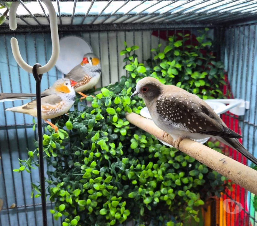 Vente Vienne Luchapt - 86430 - Photos Vivastreet Oise colombes diamant & mandarins