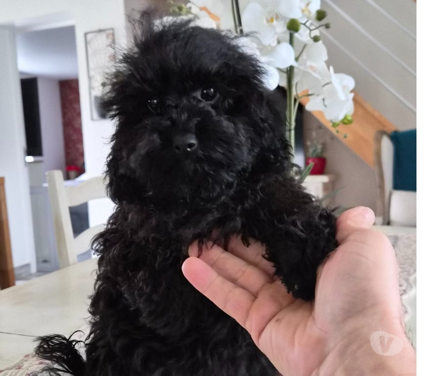 Vente Vienne Luchapt - 86430 - Photos Vivastreet Caniches toys mâle et femelle