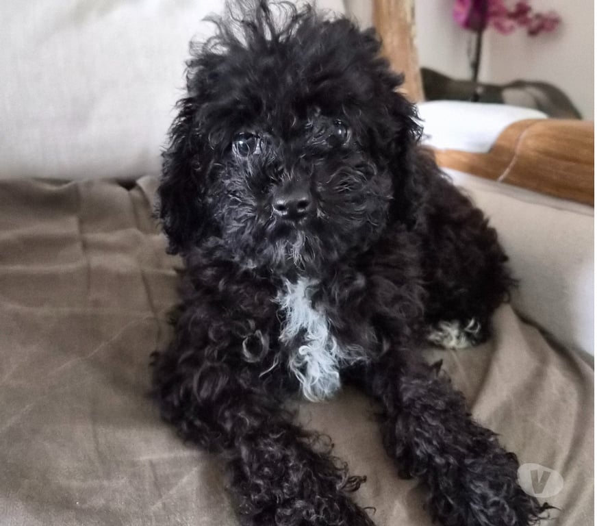 Vente Vienne Luchapt - 86430 - Photos Vivastreet Caniches toys mâle et femelle