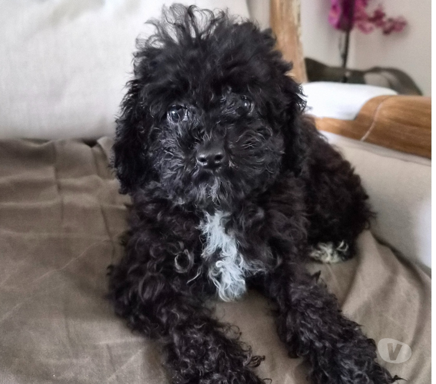 Vente Vienne Luchapt - 86430 - Photos Vivastreet Caniches toys mâle et femelle