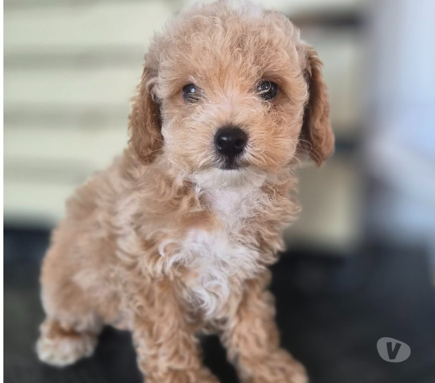 Vente Vienne Luchapt - 86430 - Photos Vivastreet Caniches toys mâle et femelle