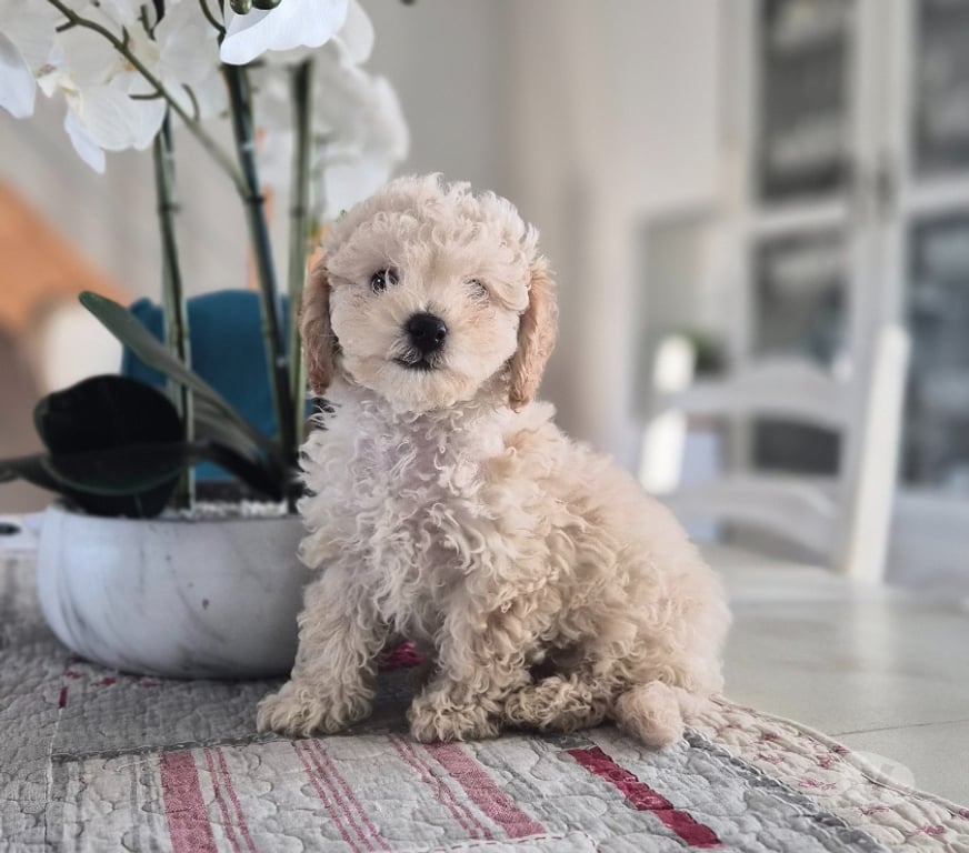 Vente Vienne Luchapt - 86430 - Photos Vivastreet Caniches toys mâle et femelle