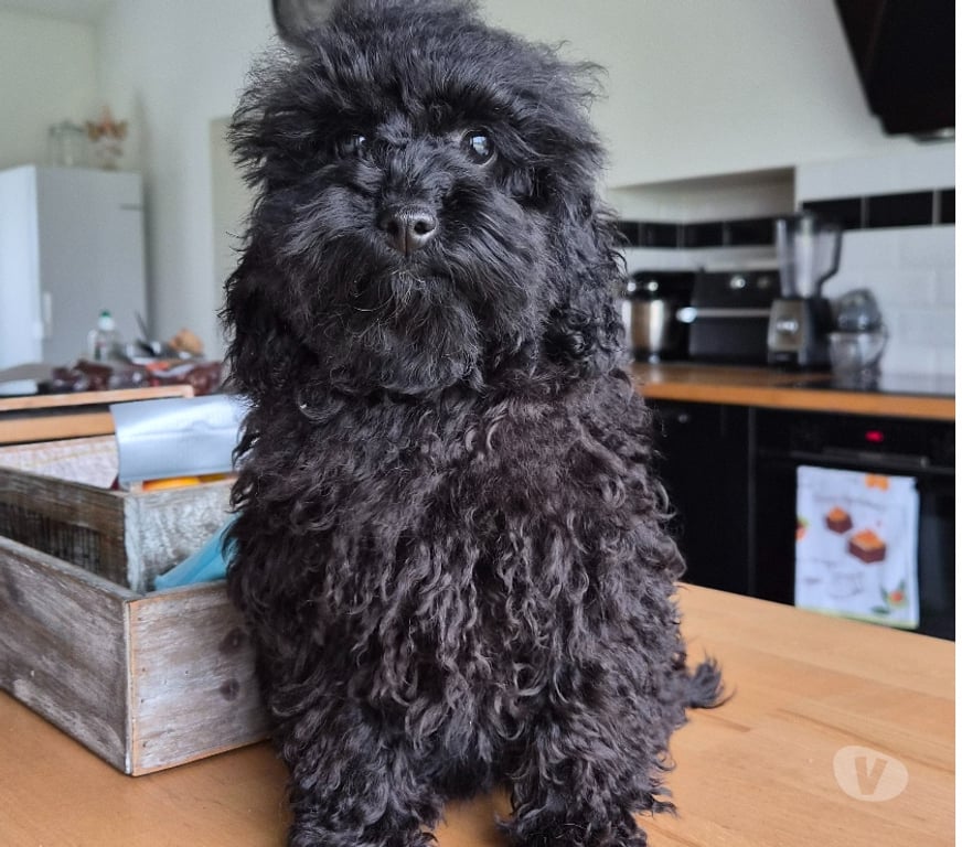 Vente Vienne Luchapt - 86430 - Photos Vivastreet Caniches toys mâle et femelle