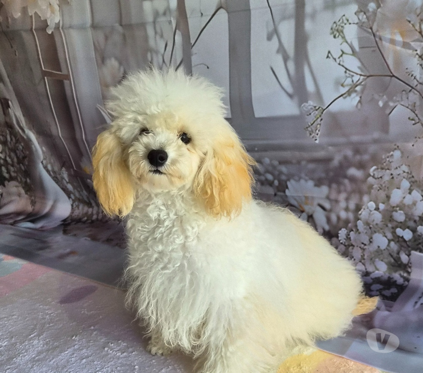 Vente Vienne Luchapt - 86430 - Photos Vivastreet Caniches toys mâle et femelle