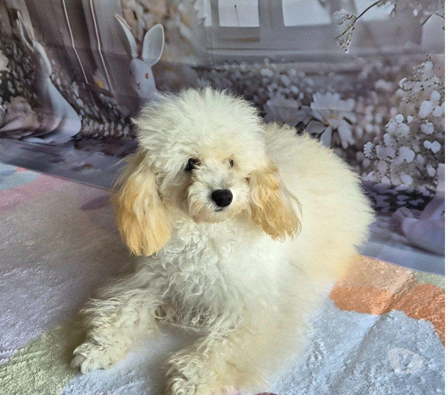 Vente Vienne Luchapt - 86430 - Photos Vivastreet Caniches toys mâle et femelle