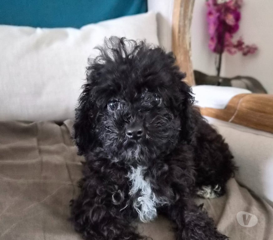 Vente Vienne Luchapt - 86430 - Photos Vivastreet Caniches toys mâle et femelle