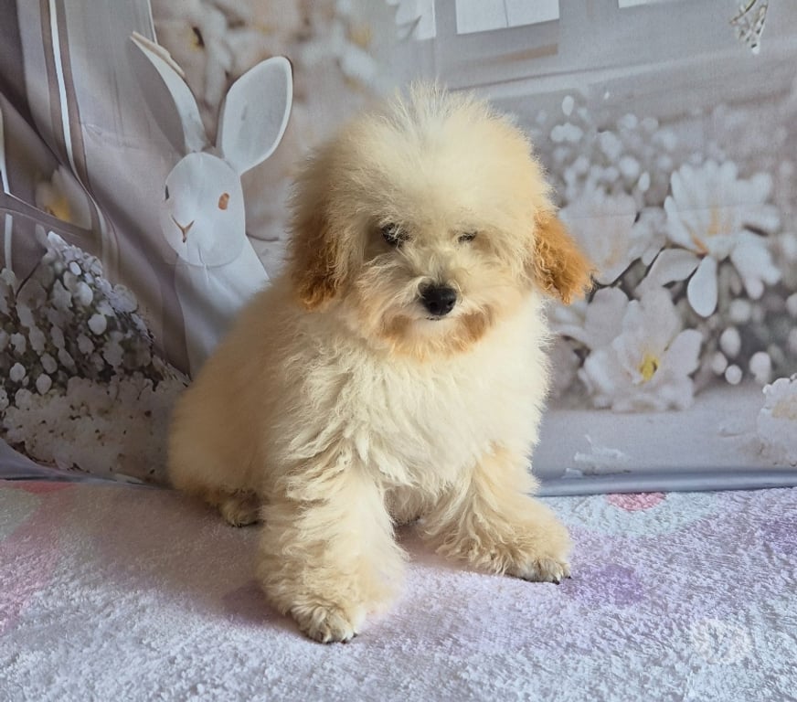 Vente Vienne Luchapt - 86430 - Photos Vivastreet Caniches toys mâle et femelle