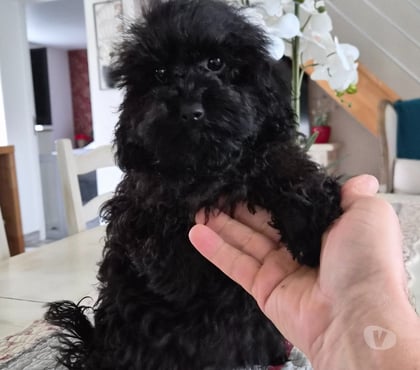 Vente animaux Luchapt Vienne - Photos Vivastreet Caniches toys mâle et femelle