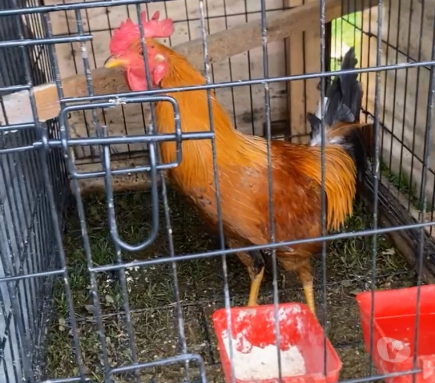 Vente Corrèze Seilhac - 19700 - Photos Vivastreet Coq à vendre ….