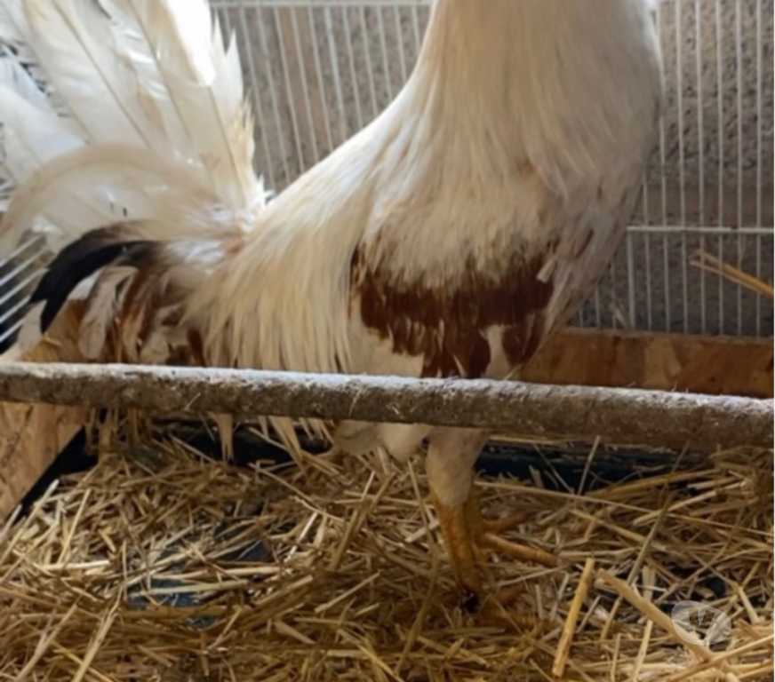 Vente Corrèze Seilhac - 19700 - Photos Vivastreet Coq à vendre ….