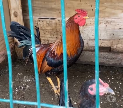 Vente animaux Seilhac Corrèze - Photos Vivastreet Coq à vendre ….