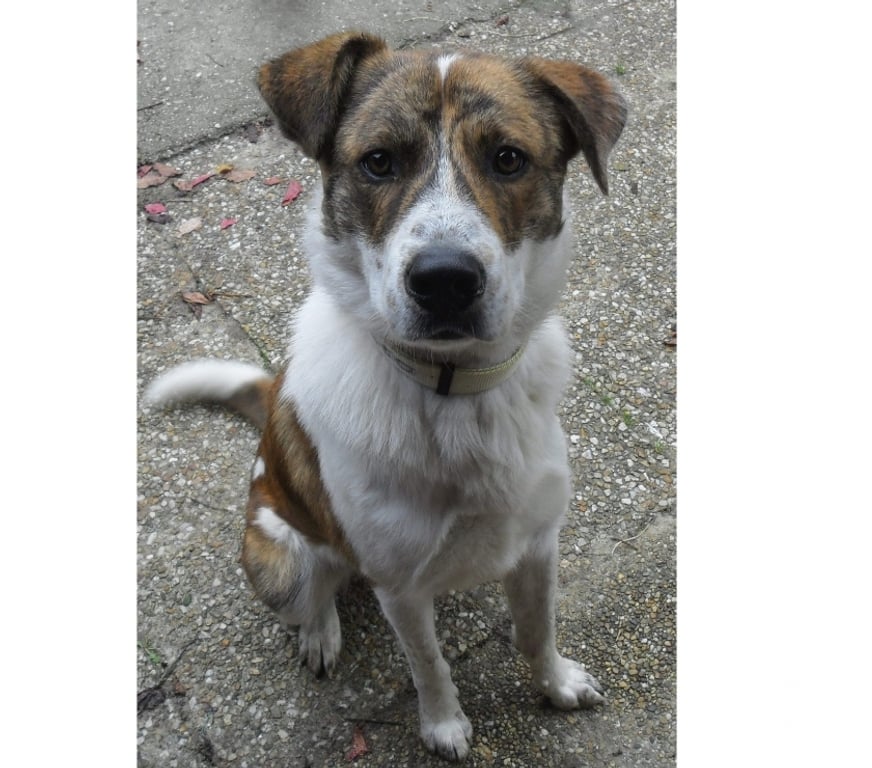 Vente Lot Castelnau Montratier - 46170 - Photos Vivastreet Chien 1 an Berger Australien x Montagne des Pyrénées