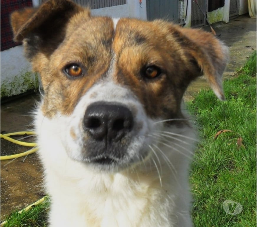 Vente Lot Castelnau Montratier - 46170 - Photos Vivastreet Chien 1 an Berger Australien x Montagne des Pyrénées