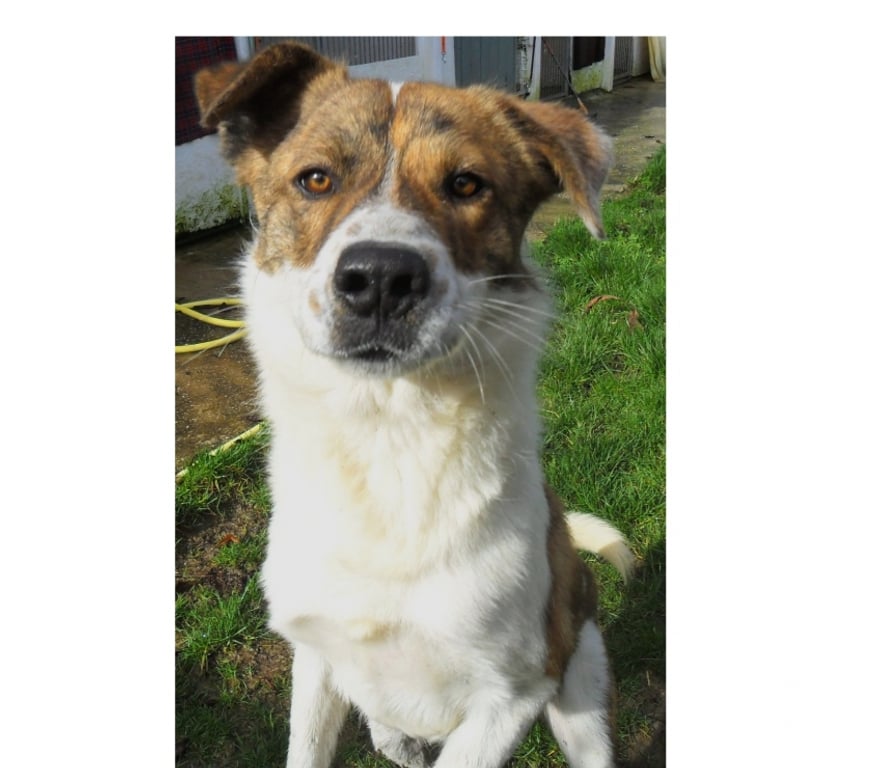 Vente Lot Castelnau Montratier - 46170 - Photos Vivastreet Chien 1 an Berger Australien x Montagne des Pyrénées