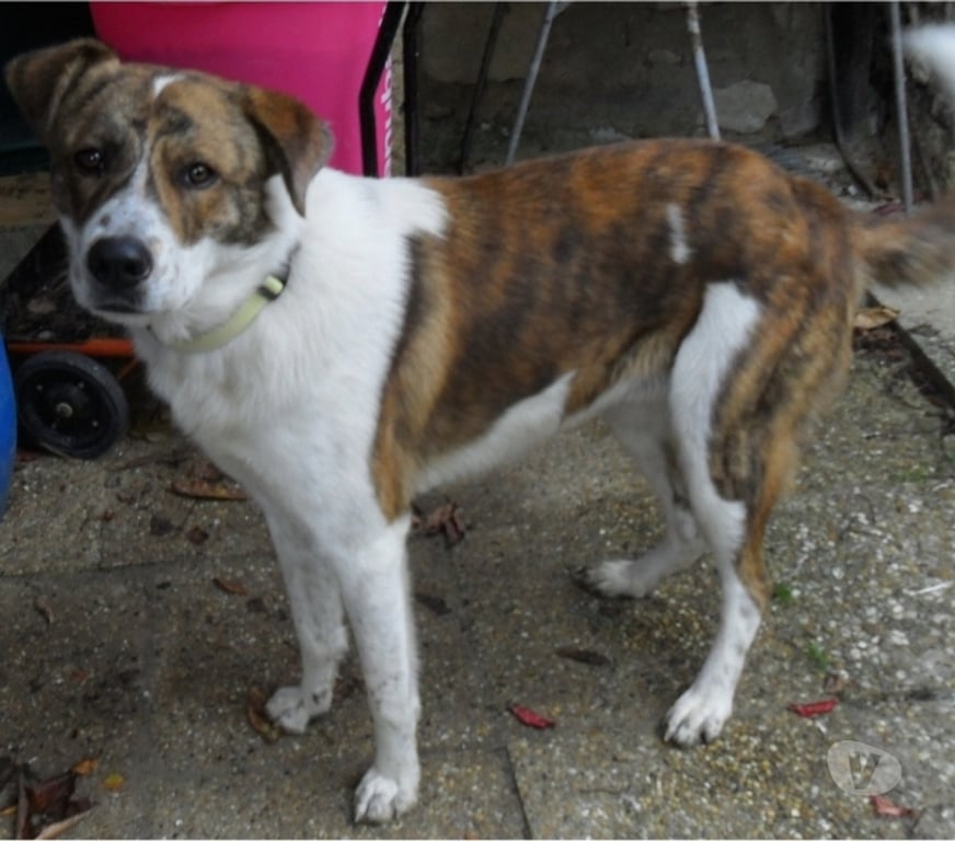 Vente Lot Castelnau Montratier - 46170 - Photos Vivastreet Chien 1 an Berger Australien x Montagne des Pyrénées