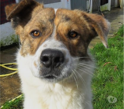 Vente animaux Castelnau Montratier Lot - Photos Vivastreet Chien 1 an Berger Australien x Montagne des Pyrénées