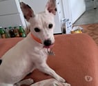Paris 19ème ardt - Paris — 3 ans F Jack Russell DON