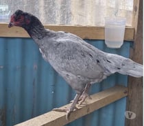 Poule de bonne souche