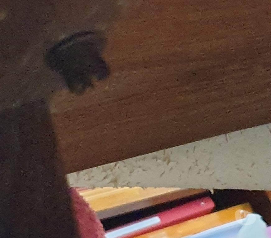 Ameublement & art de la table Finistère Chateauneuf du Faou - 29520 - Photos Vivastreet Grande table de ferme en chêne massif vernie