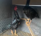 COQS ET POULES SHAMOS