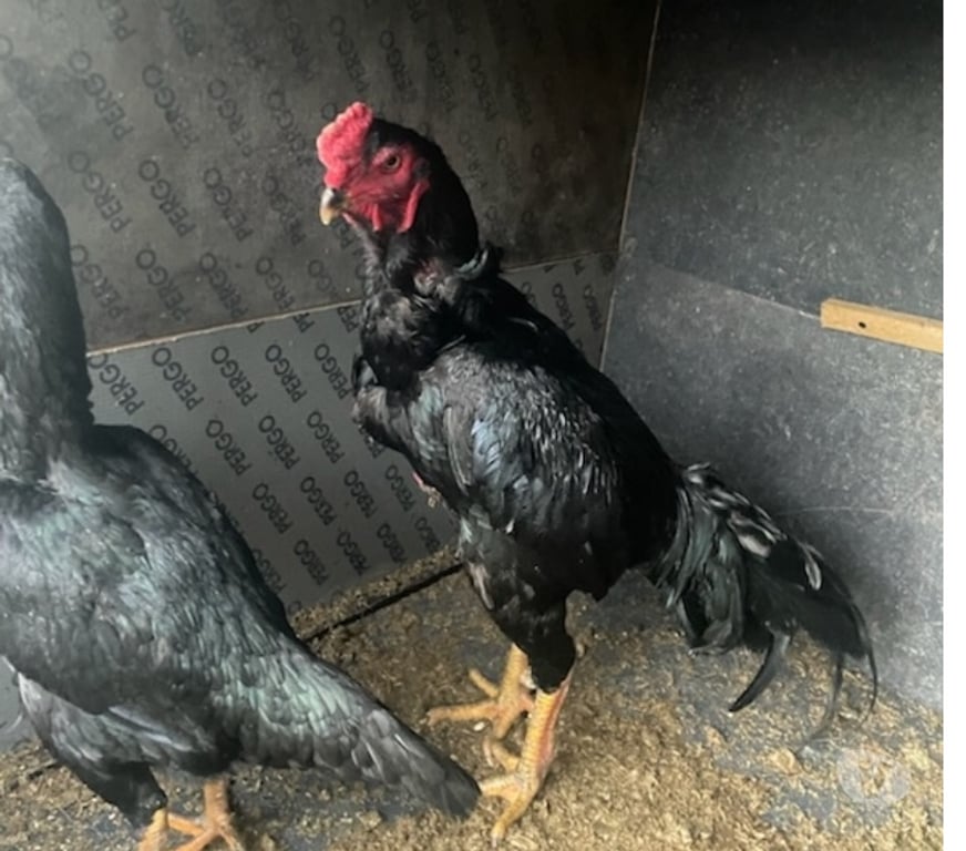 Vente Pas-de-Calais Avion - 62210 - Photos Vivastreet COQS ET POULES SHAMOS