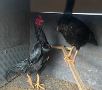 COQS ET POULES SHAMOS