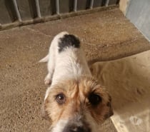 Photos Vivastreet Chien NOVA à l adoption