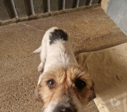 Don animaux Marseille Marseille - Photos Vivastreet Chien NOVA à l adoption