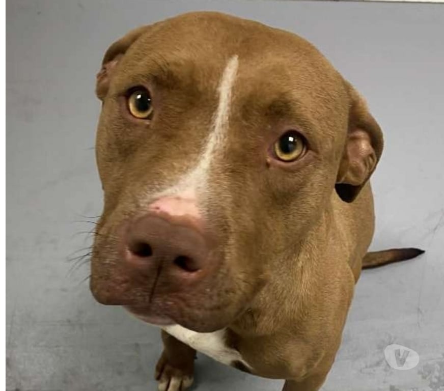 Don animaux Bouches-du-Rhône Marseille - Photos Vivastreet Chien INATA à l adoption