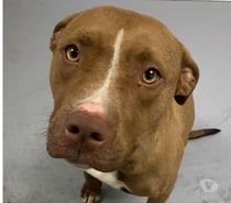 Photos Vivastreet Chien INATA à l adoption