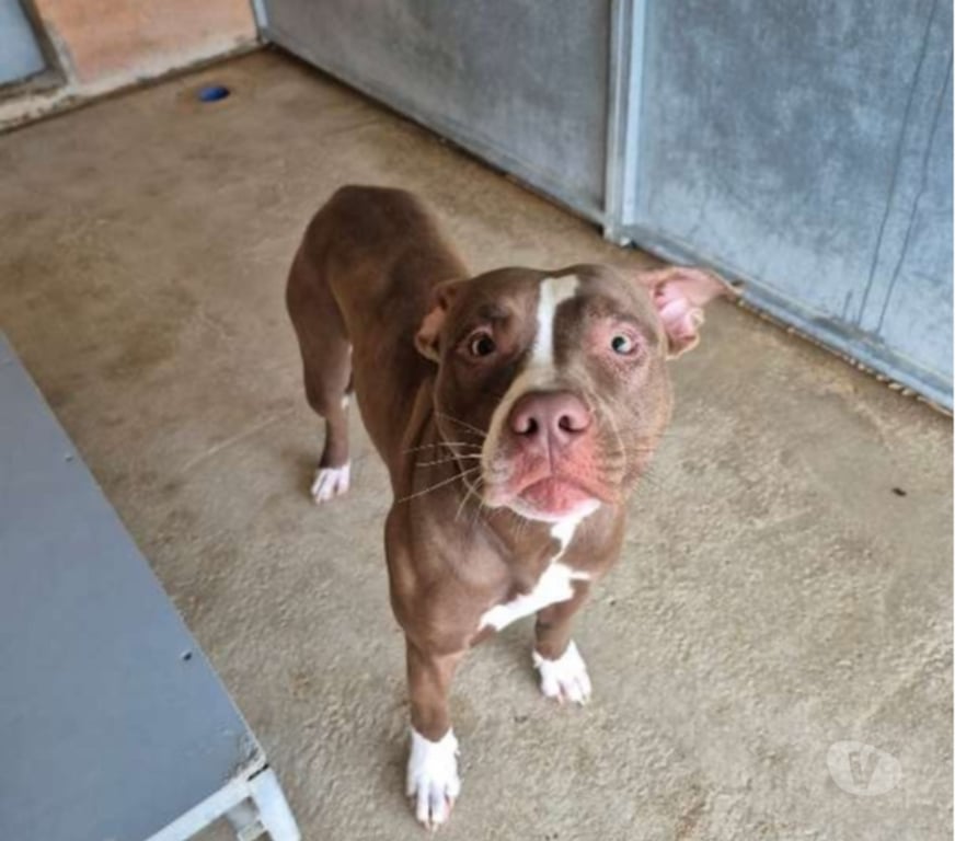 Don animaux Bouches-du-Rhône Marseille - Photos Vivastreet Chien BULMA à l adoption