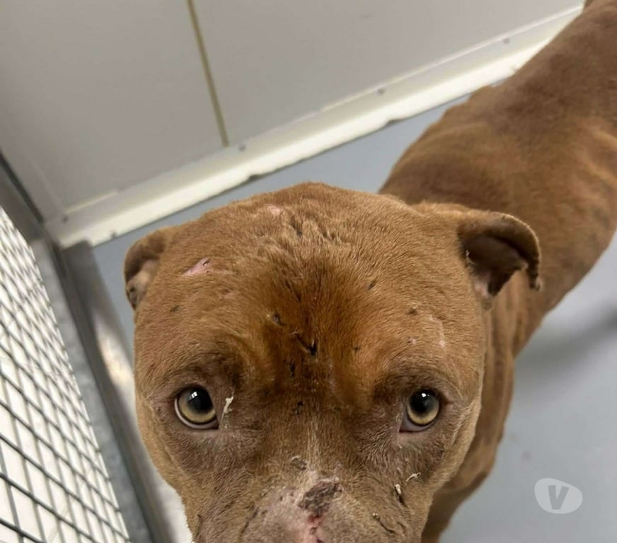 Don animaux Bouches-du-Rhône Marseille - Photos Vivastreet Chien ICE à l adoption