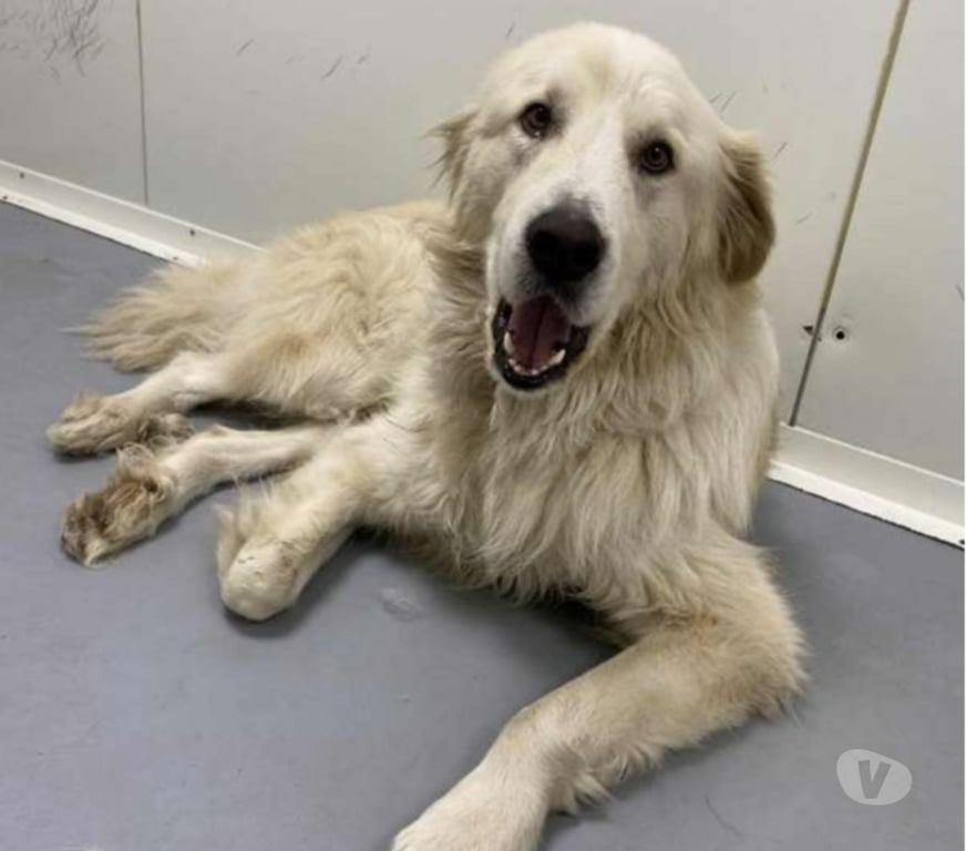 Don animaux Bouches-du-Rhône Marseille - Photos Vivastreet Chien KODDY à l adoption