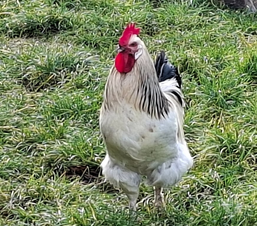 Don animaux Loir-et-Cher Mulsans - 41500 - Photos Vivastreet Coq EN pleine Forme de 1 an