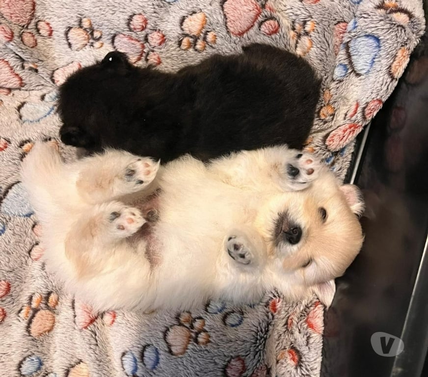 Vente Pas-de-Calais Barlin - 62620 - Photos Vivastreet Spitz allemand – Mâle né le 27 12 2025 (parents LOF)