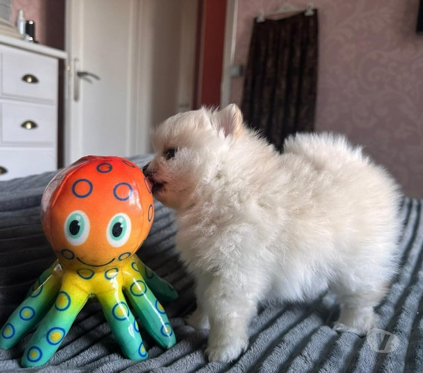 Vente Pas-de-Calais Barlin - 62620 - Photos Vivastreet Spitz allemand – Mâle né le 27 12 2025 (parents LOF)