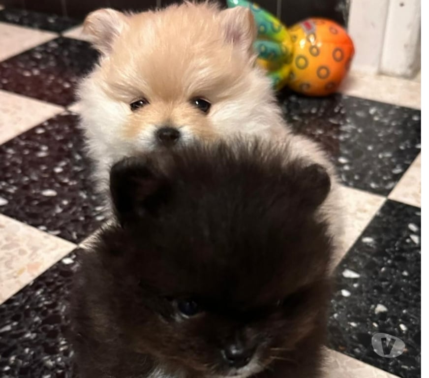 Vente Pas-de-Calais Barlin - 62620 - Photos Vivastreet Spitz allemand – Mâle né le 27 12 2025 (parents LOF)