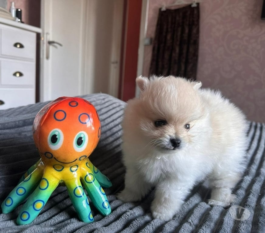 Vente Pas-de-Calais Barlin - 62620 - Photos Vivastreet Spitz allemand – Mâle né le 27 12 2025 (parents LOF)